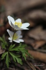 Buschwindröschen (Anemone nemorosa)